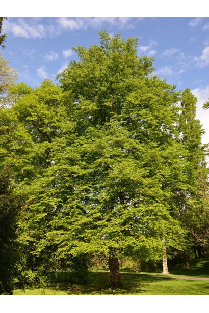 Carpinus betulus